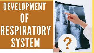 Respiratory system development Larynx embryology Laryngotracheal diverticulum  Lung development [upl. by Enayd527]