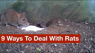 9 Ways To Deal With Rats warning lots of footage of rats living and dead [upl. by Assillem]