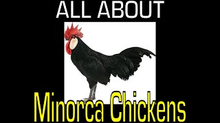 Minorca Chicken  Information [upl. by Gove]