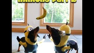 Wiener Dog Minions PART 2  quotBANANAquot [upl. by Shyamal858]