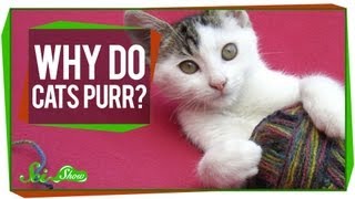 Why Do Cats Purr [upl. by Caniff827]