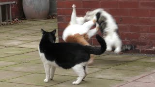 Craziest Cat Fight Compilation Video [upl. by Free]