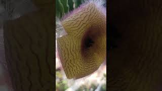 bunga stapelia  stapelia flower succulent plants garden [upl. by Ralaigh]