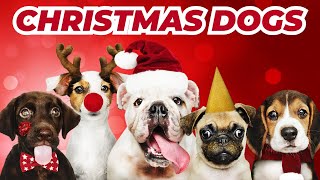 Dogs Barking Jingle Bells Funniest Christmas Song For Your Pet  Conrad Askland [upl. by Rance]