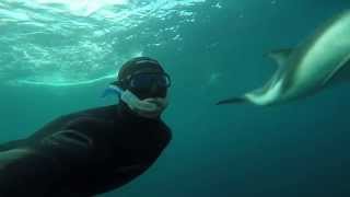 Playing with Dusky Dolphin in Kaikoura New Zealand Full HD [upl. by Salohci]