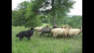 Ronin herding Racka sheep in Hárskút June 2012 [upl. by Herrington712]