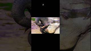 scroll Wildlife  Episode 2 Elephants of Africa amp Asia  Wildlife Documentary Watch [upl. by Salangi]