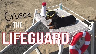 Ep 2 Crusoe the Dachshund Lifeguard  Funny Dog at the Beach [upl. by Aubree]