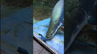 Arapaima attack 🤯❤️ arapaimagigas monsterfish shortsfeed [upl. by Addy]