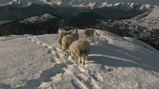 Working Kelpie in the mountains of Norway [upl. by Dyana]