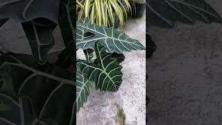 Alocasia Sanderiana Plant 🌱 [upl. by Yenaffit725]