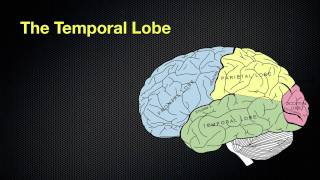 067 The Anatomy and Functions of the Occipital and Temporal Lobes [upl. by Ludlow]