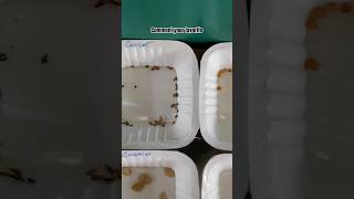 Seeds for germination Comment your favorite vegetables vegetablegarden kitchengarden vegetables [upl. by Anirdnaxela780]