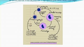 Chronic Inflammation HD [upl. by Keli678]