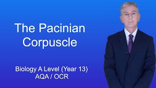 A Level Biology Revision Year 13 quotThe Pacinian Corpusclequot [upl. by Eirrok]