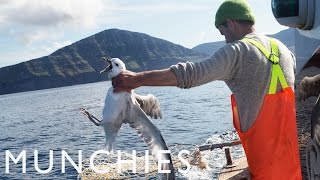 Fat Birds Are Easy Prey Fulmar Hunting in the Faroe Islands [upl. by Ahsenat139]