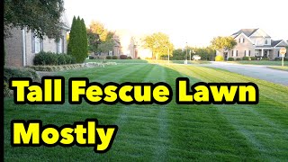 Tall Fescue Lawn Striping What To Do Next [upl. by Baram]