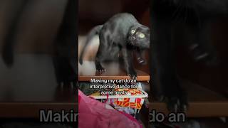 Making my cat dance for treats 🐈‍⬛ viralvideovideoshorts youtubeshortsmemesfunnycat animals [upl. by Hinkle]