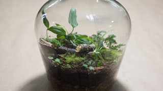 Making a Bottle Terrarium  Closed Terrarium Basics [upl. by Arahset576]