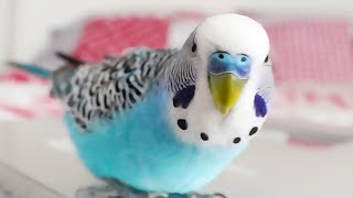 Budgie singing to Youtube Playbutton  Cookie sounds [upl. by Lashonda665]