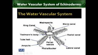 Water Vascular System of Echinoderms  Animal Diversity Invertebrates  ZOO512TTopic218 [upl. by Brag223]