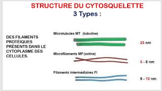 Comprendre les Structures et Fonctions du Cytosquelette Biologie Cellulaire  Partie 4 [upl. by Lamberto]