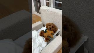 it’s bath time puppy poodle asmr pets viral funny dog doglife [upl. by Ardnusal584]