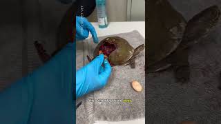 Vet Removes and Incubates Eggs from Box Turtle Hit By Car [upl. by Bilac]