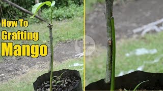 How To Graft A Mango Tree With Result 100 Work [upl. by Lanevuj458]