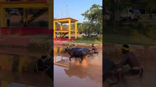 Kambala 😍kambalafan kambala kambalalive moodbidri kudla karkala mangalore kantara daiva [upl. by Gernhard]