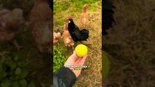 Warum Hühner einen Tennisball brauchen 😱🐓🎾 hühner winter landwirtschaft tippsundtricks huhn [upl. by Lenehc]