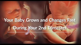 Your Growing Babys Changes Through the Second Trimester  WebMD [upl. by Web]