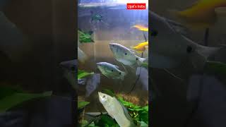 Gouramis Fish Tank Mates [upl. by Nnylakcaj]