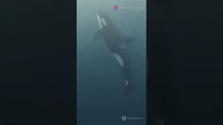 Orcas vs Sharks New Killer Whale Species Takes on Sharks [upl. by Ahtibbat]