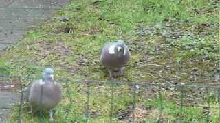 Baltsende houtduiven  Courtship of Woodpigeons [upl. by Sirraf154]