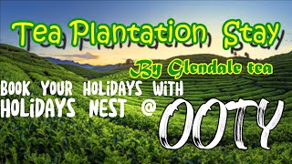 Ooty Tea Plantation Stay  Estate Bungalow in Ooty  Unforgettable experience Glendale Tea stay [upl. by Nirok]