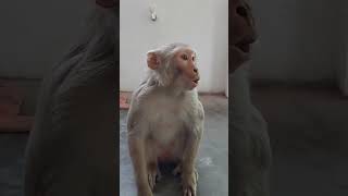 Nakal utarta hai 🤣😂🐵🐒 shorts funny funnymonkey comedy trendingshorts shortsfeed viralvideo [upl. by Ikim]