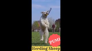 Herding sheep  Hungarian PUMI shorts [upl. by Hildagarde]