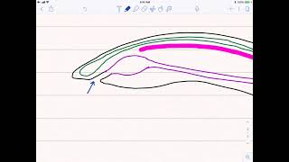 Chordata L1  General Character  Protochordata  Fundamental Chordate Characters [upl. by Sperry]