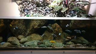 Malawi biotope tank [upl. by Eisac]