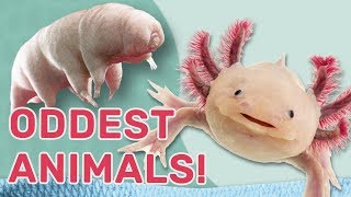 Oddest Animals Weird and wacky adaptations Guinness World Records Wild Things [upl. by Kitarp458]