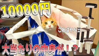 1万円の猫用福袋を開封したらとんでもない当たりが入っていた！！ [upl. by Yenetruoc]