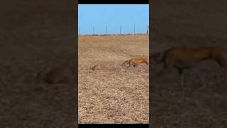 Hunting Greyhounds and saluki Rabbit hunt 2024doglover greyhound [upl. by Seafowl385]