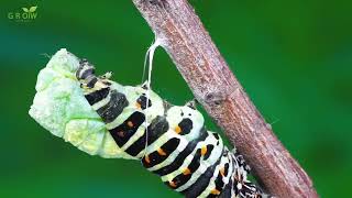 The life cycle of a Moth FHD And Flowing water relaxation [upl. by Vera]