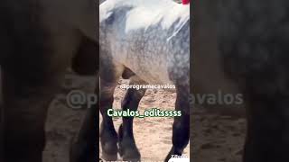 Edits do cavalo bretão x percheron [upl. by Mak]