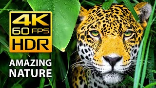 Nature in 4K HDR  Stunning Landscapes and Wildlife in Dolby Vision [upl. by Anitsyrc]