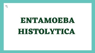 Entamoeba histolytica life cycle  morphology  Laboratory diagnosis  full explained  medzukhruf [upl. by Tisbee]