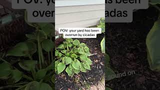 POV your backyard is overrun by cicadas [upl. by Adym719]