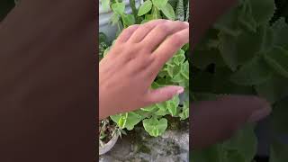 Ajwain ka plant Plant PlantLover NatureLover Nature Plants CuttingPlantsCutting [upl. by Ledda76]