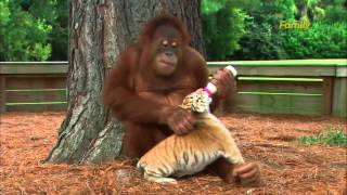 Orangutan Babysits Tiger Cubs AnimalsMediacom [upl. by Cornelle]